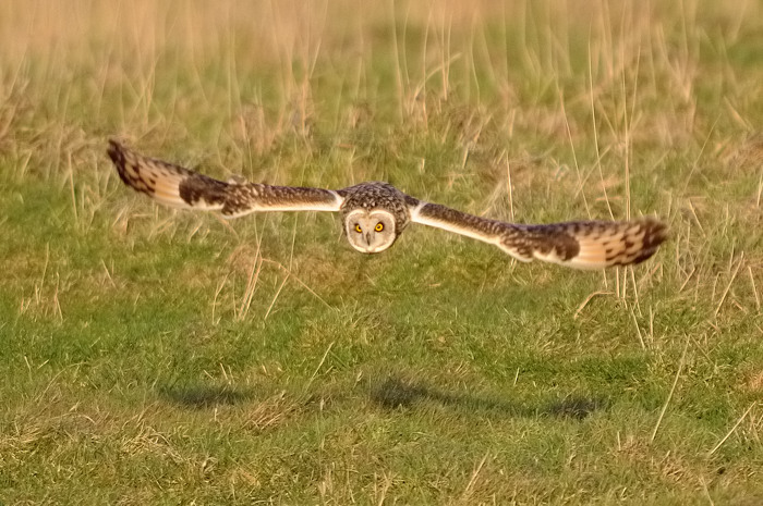 17.jpg - Velduil (Short-eared Owl, Asio Flammeus). Uitkerkse polders. 2/02/2008. Copyright: Joris Everaert. Nikon D300, Sigma APO 500mm f4.5 EX DG HSM